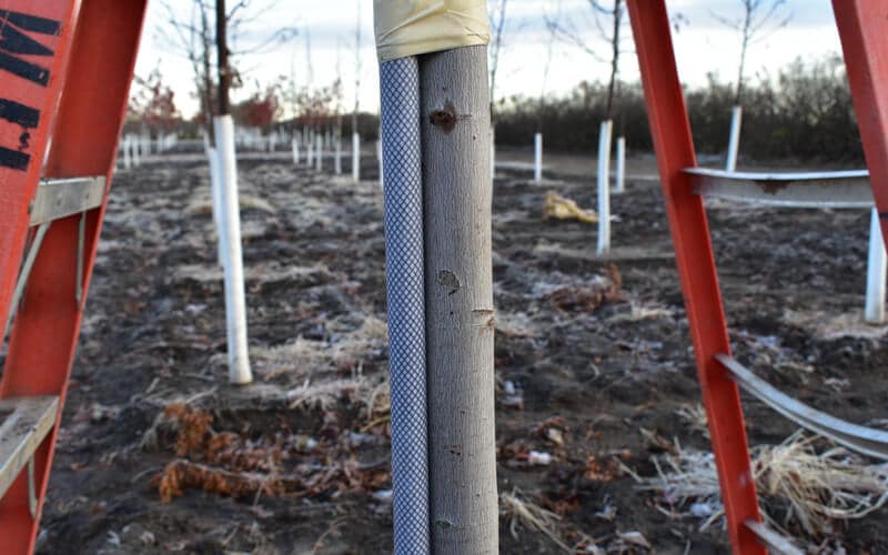 fibreglass tree stakes