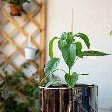 indoor plant stakes bamboo