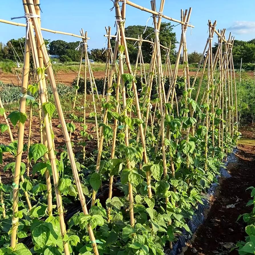 buy bamboo plant stakes