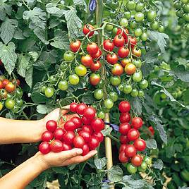 supporting tomato plant with bamboo stakes