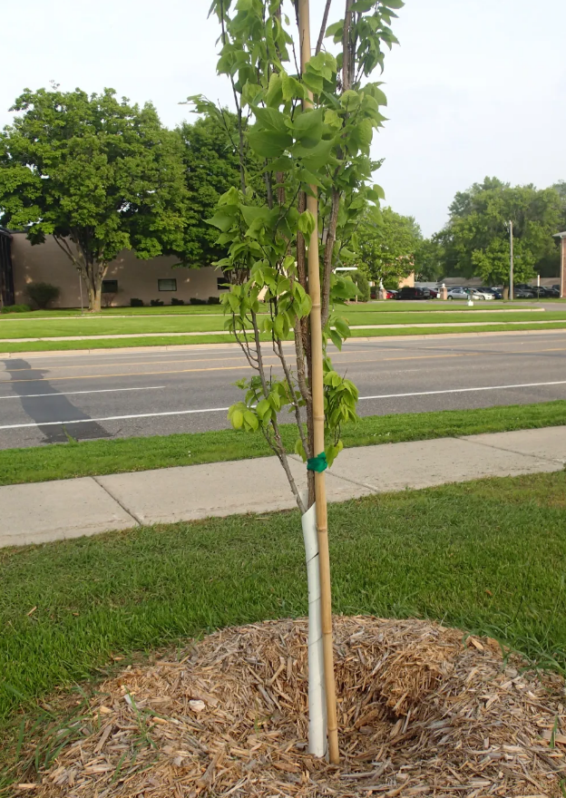 bamboo stakes on newly planted tree