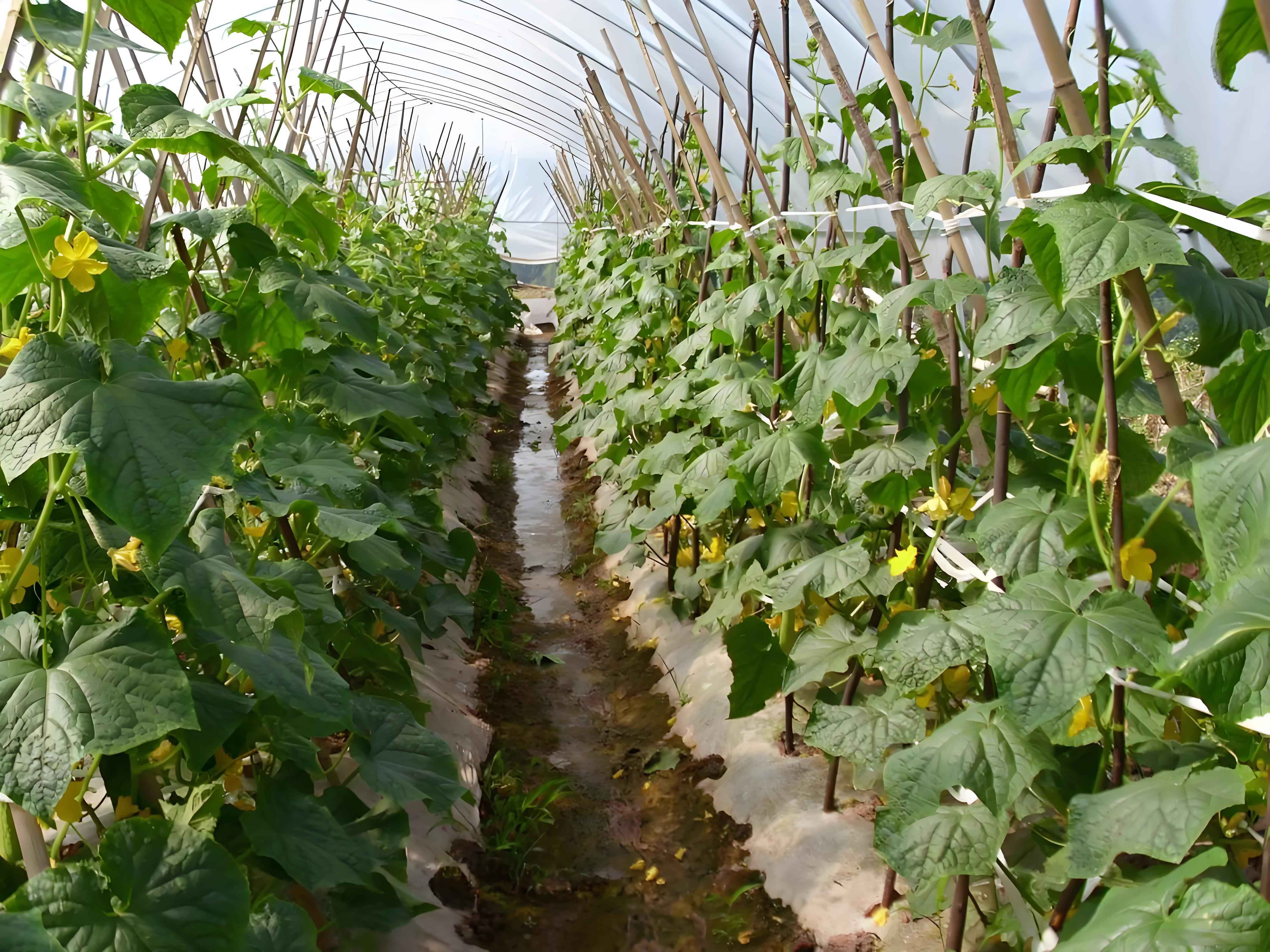 bamboo stakes for cucumbers