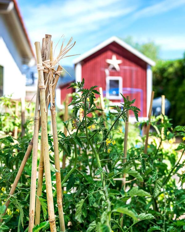 how to cut bamboo plant stakes