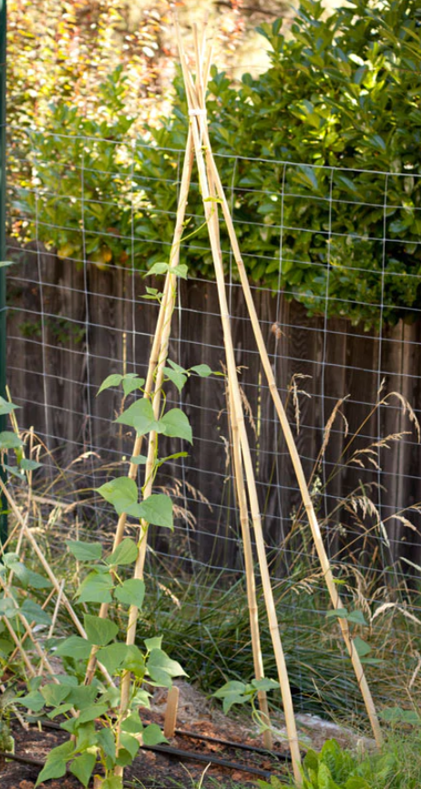 bamboo stake for plants