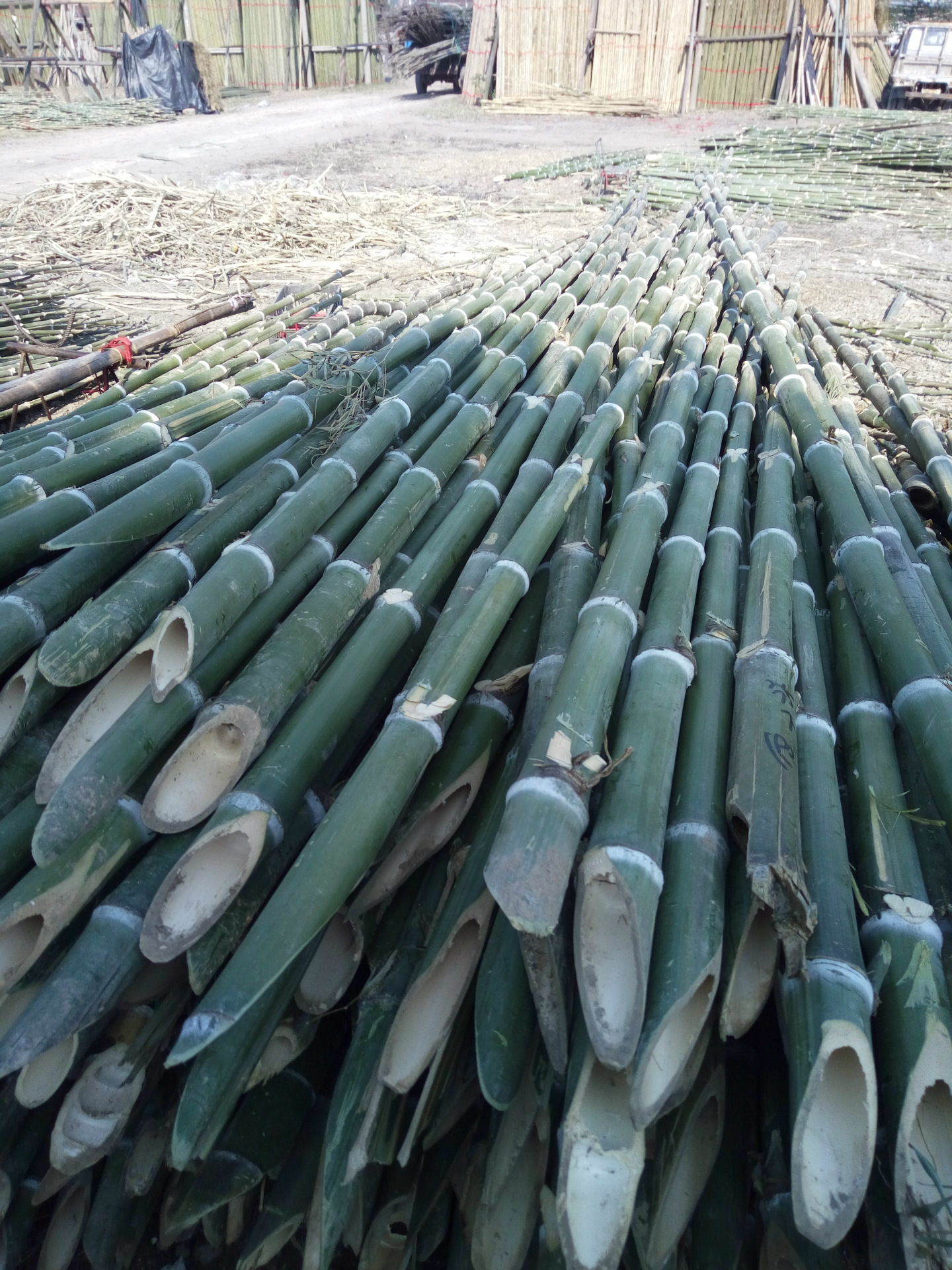plant bamboo stakes