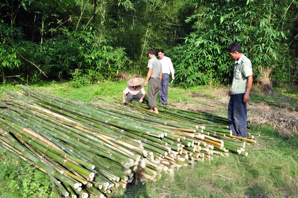 bamboo plant stake