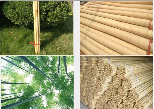 thick bamboo stakes