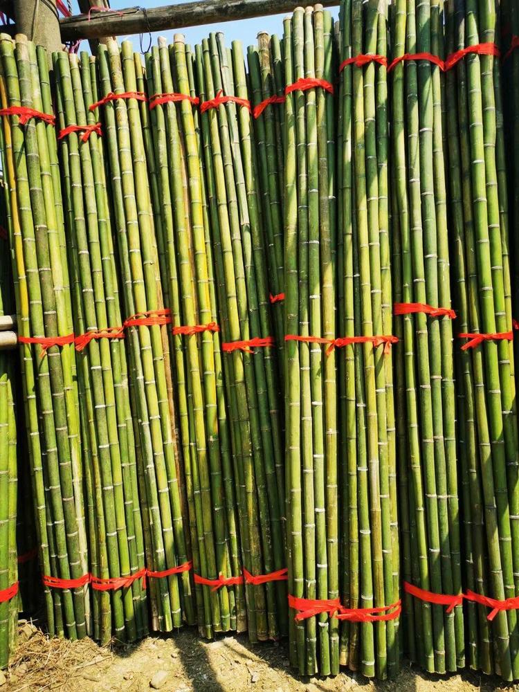 bamboo plant stakes canada