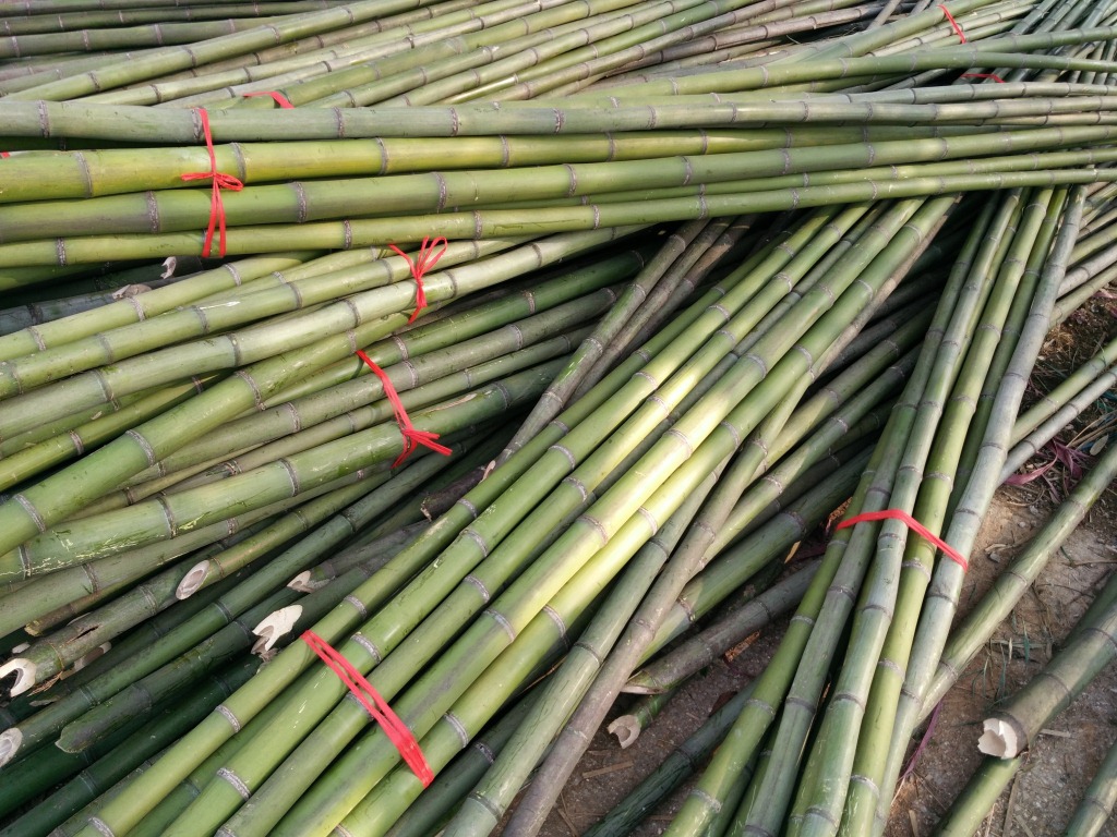 bamboo plant stakes for sale