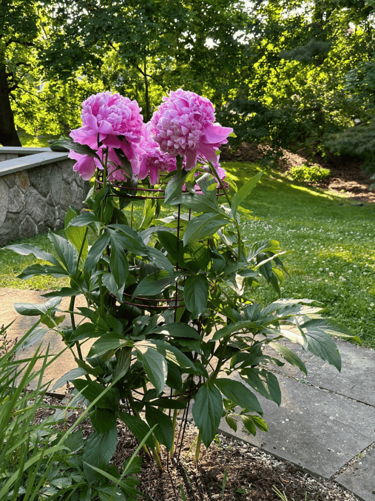how to stake peonies with bamboo
