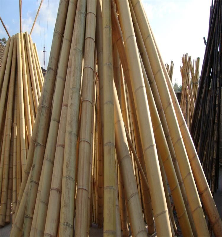 cucumber trellis bamboo stakes