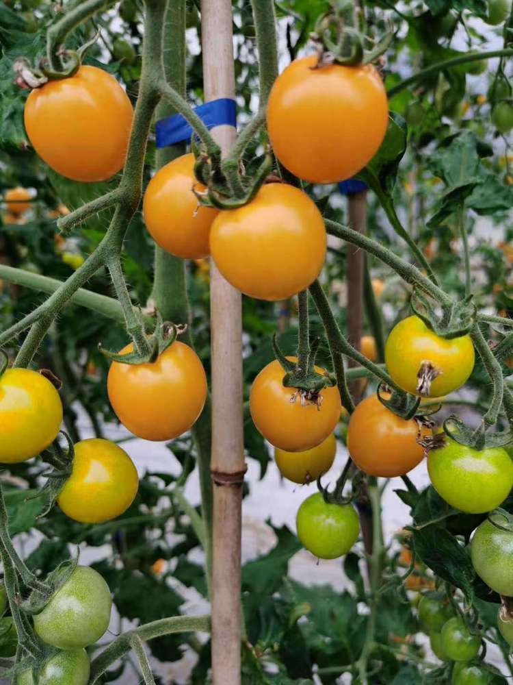 how to stake tomato plants with bamboo