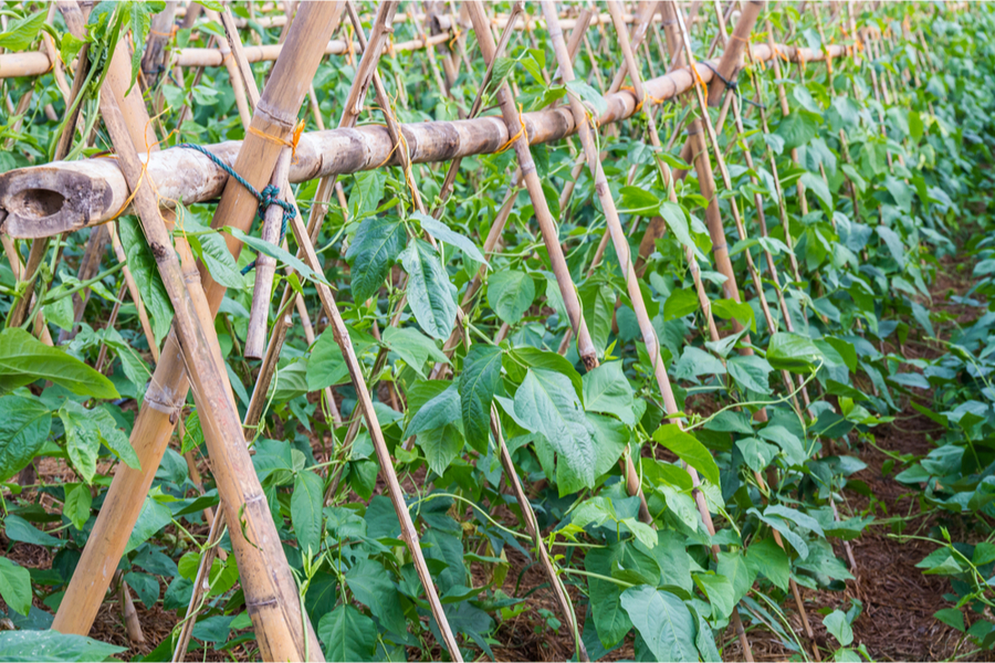 bamboo stakes for pole beans