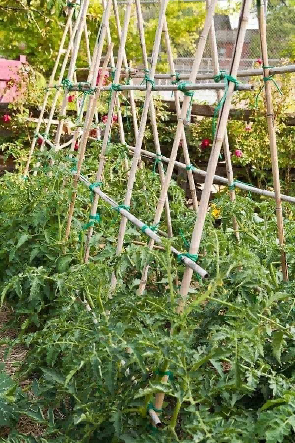how to use bamboo stakes for tomatoes