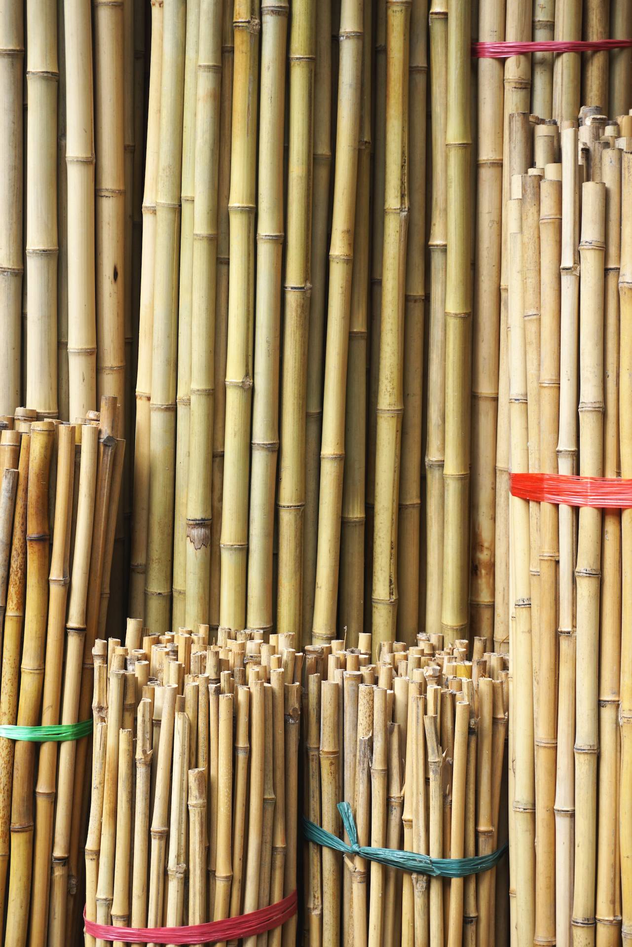 bamboo stakes for plant support
