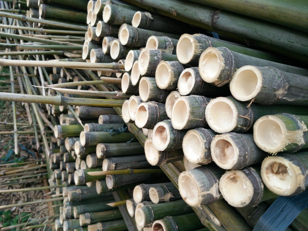 where to buy bamboo stakes