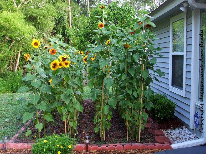 bamboo stakes for sunflowers