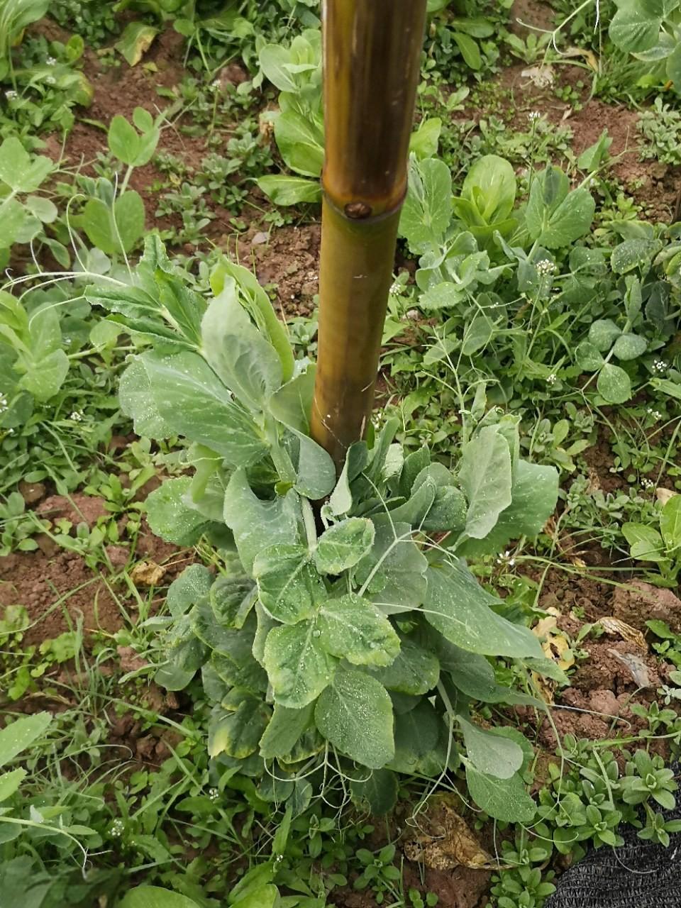 bamboo stakes for peas