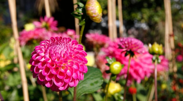 bamboo stakes for dahlias