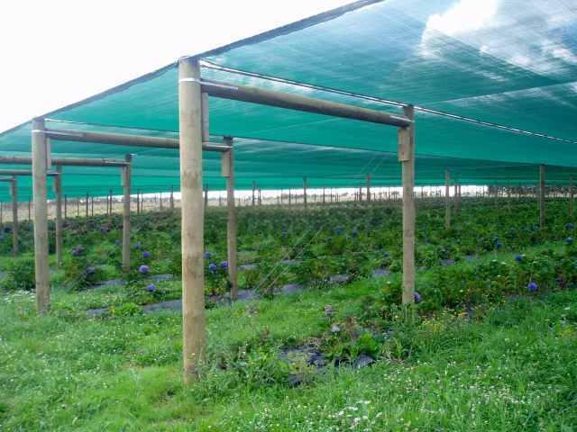 shade cloth over vegetable garden