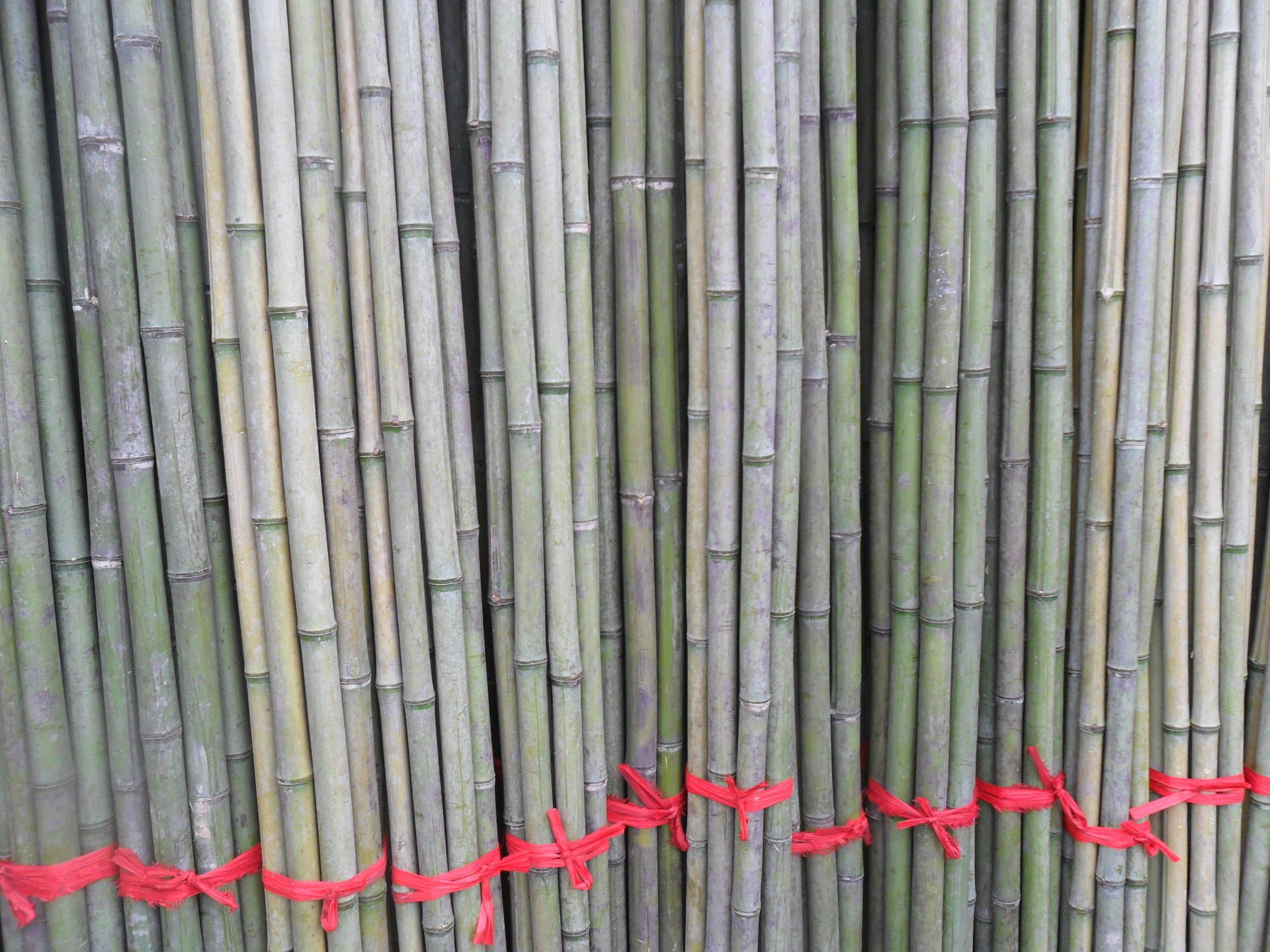 bamboo plant stakes near me