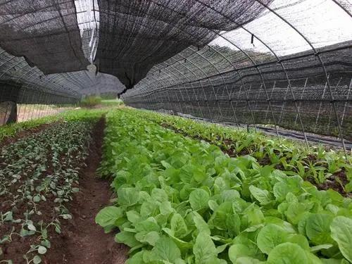using shade cloth in vegetable garden