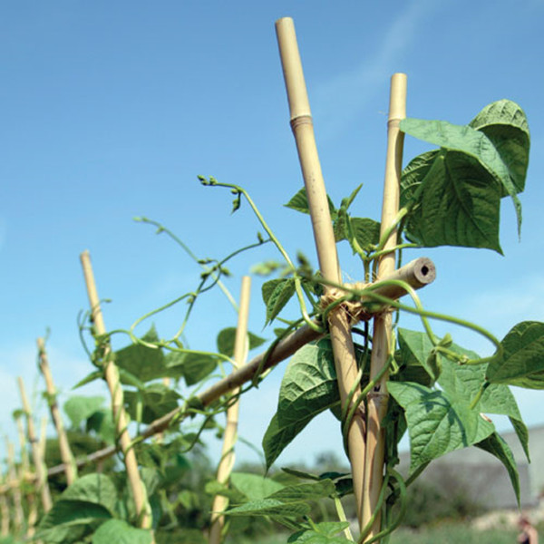 bamboo stakes for plants