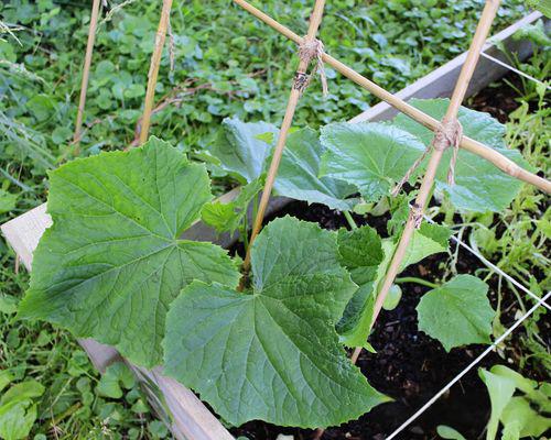 bamboo stake trellis