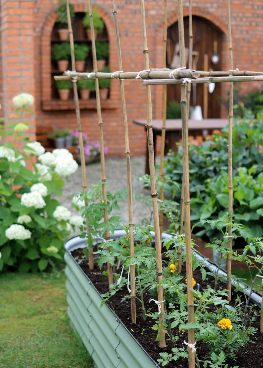 tomatoes bamboo stakes