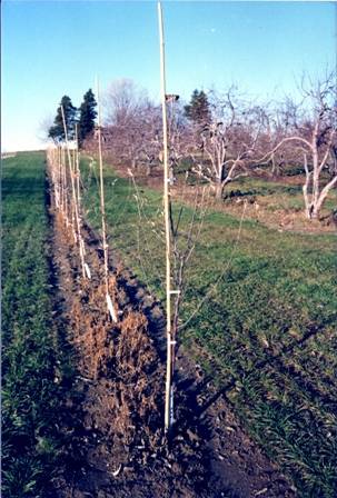 bamboo tree stakes