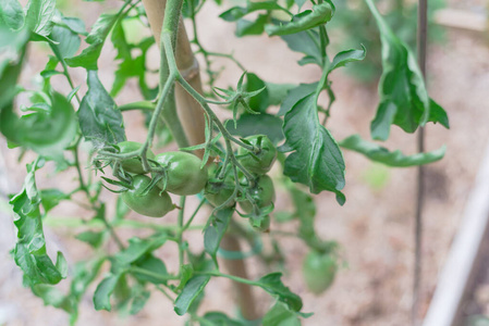 how to make tomato stakes from bamboo