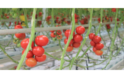Planting tomatoes