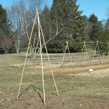 when to remove fruit tree support bamboo stakes