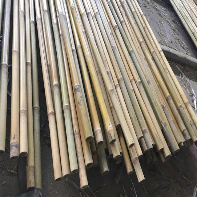 using bamboo stakes to stake gladiolus