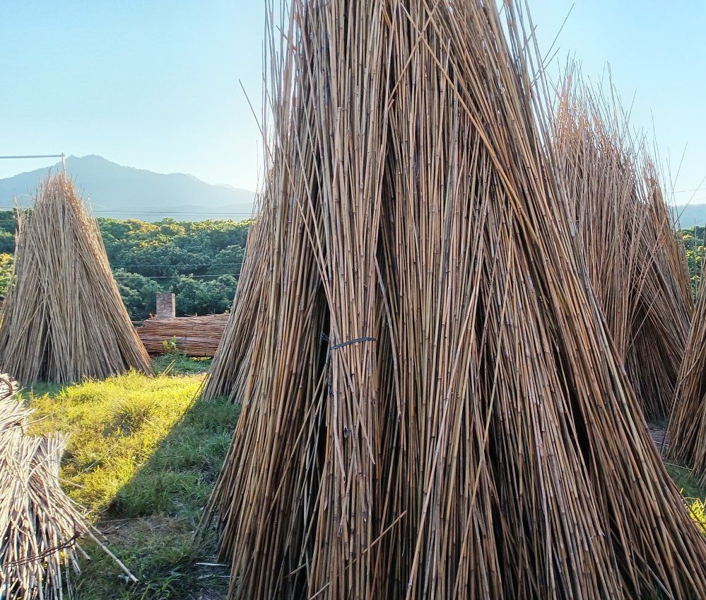 buy bamboo stakes