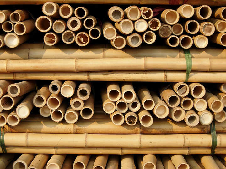 large bamboo stakes