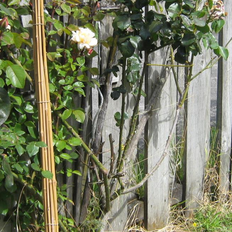 bamboo stakes garden