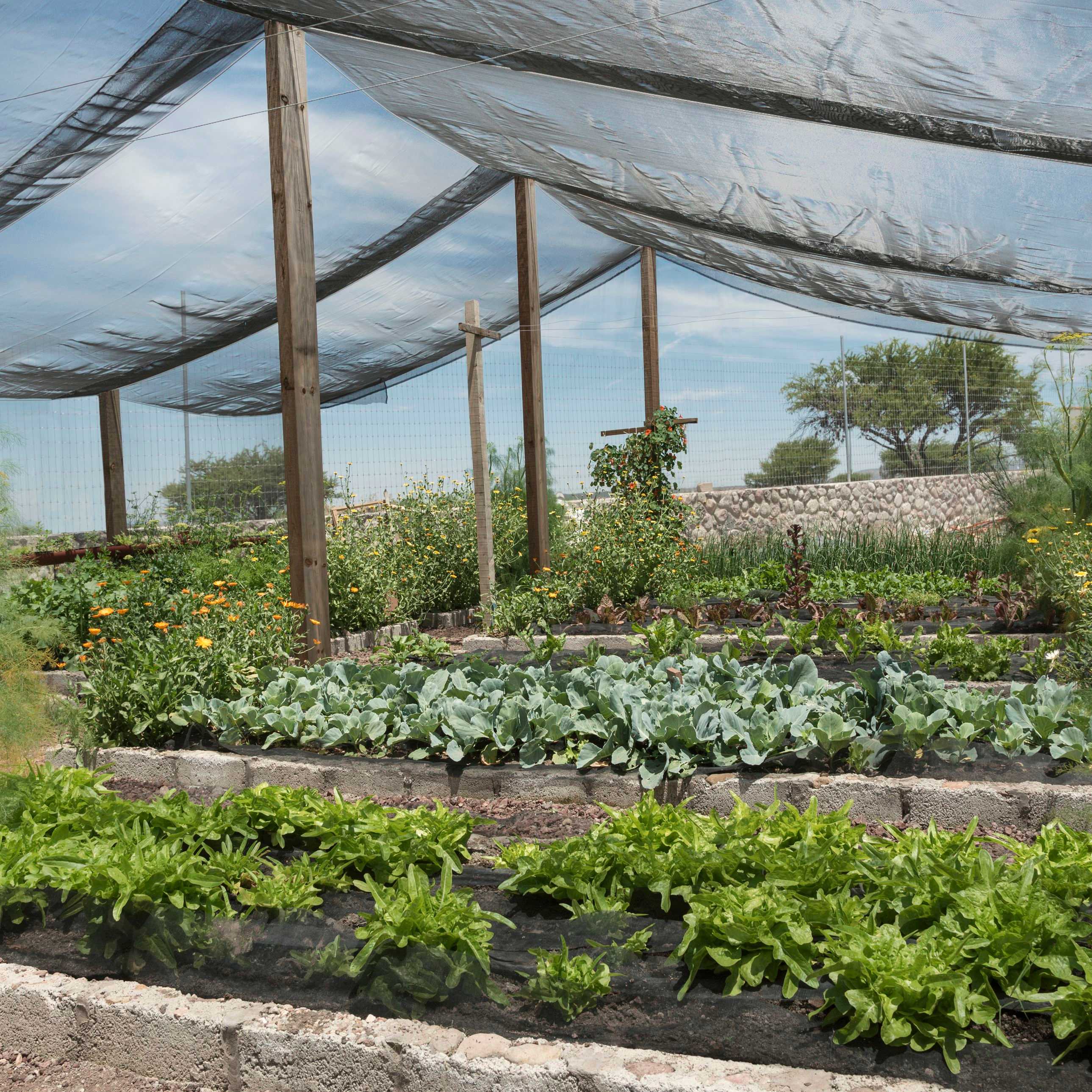 shade cloth for the garden