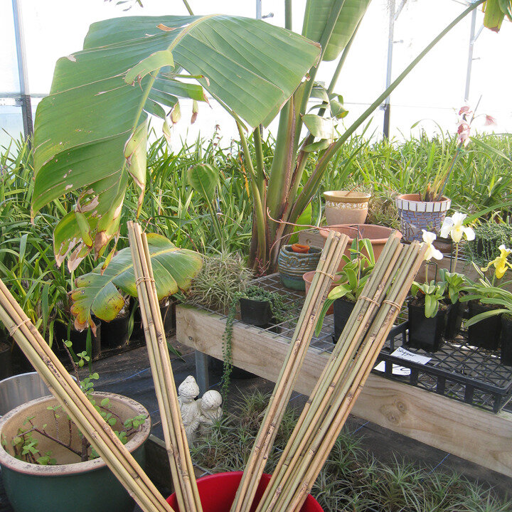 bamboo o
