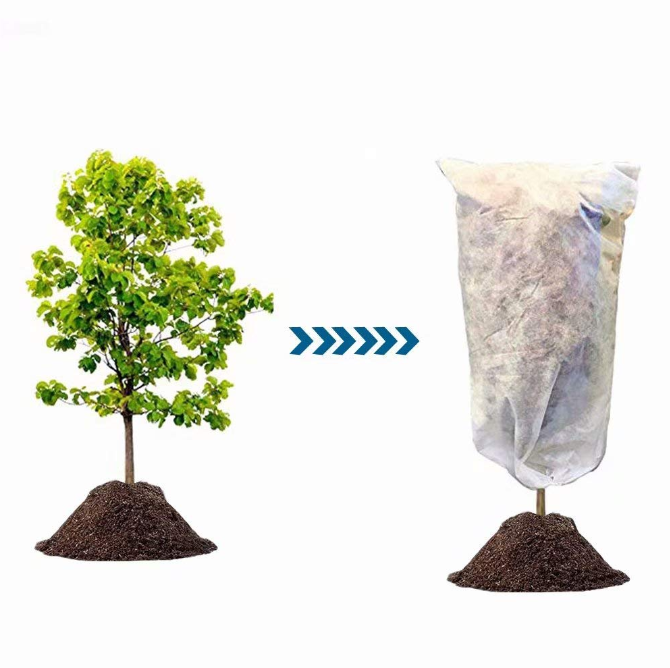 Plant Cover