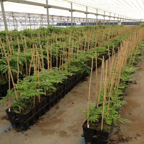 Bamboo Stake 5' tall, 14-16mm, 150pcs