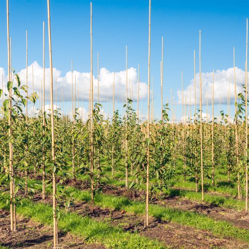 Bamboo Stake 6' tall,16-18mm,100pcs