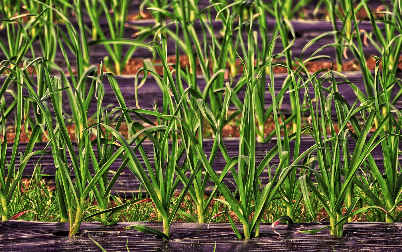 Mulch for agricultural