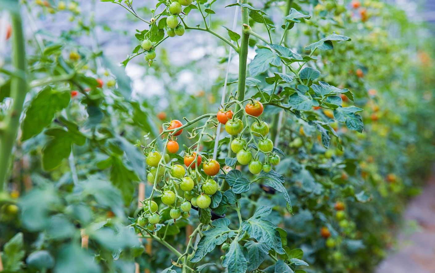 How to Stake Tomato Plants?