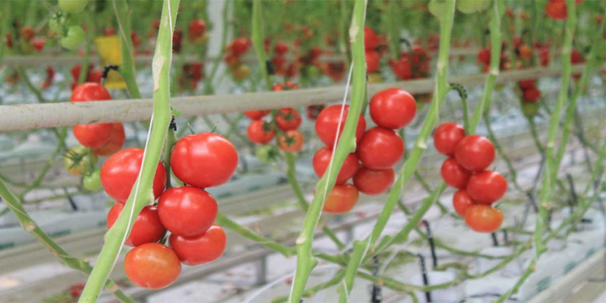 Planting tomatoes