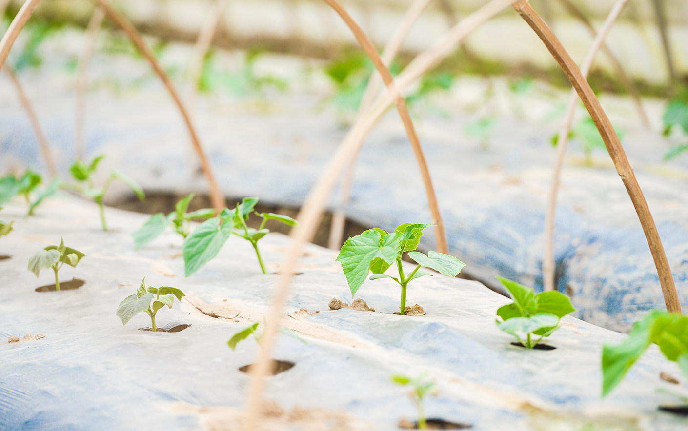 Grow vegetable seeds indoors in winter