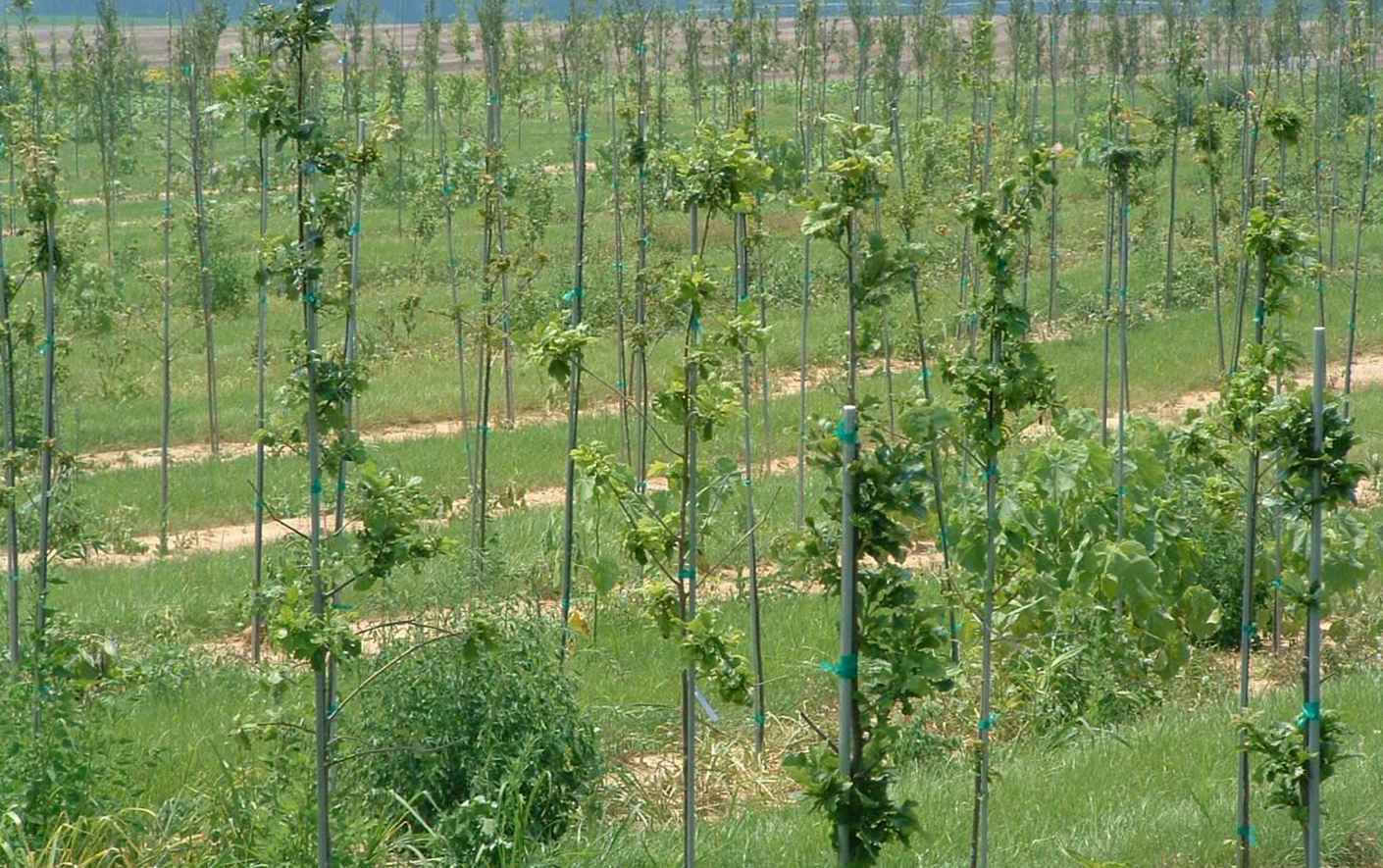 How to Stake Tomato Plants?