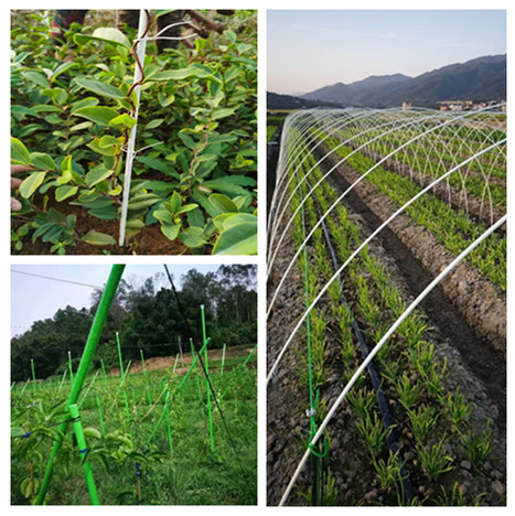 Plant stake