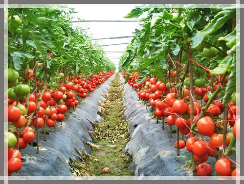 where to buy bamboo tomato staks